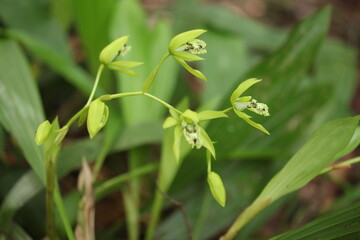 Black Orchid Flowers From Borneo Forest