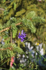 a delicate little flower under a Christmas tree branch,