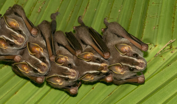 Gemeine Zeltfledermaus (Uroderma bilobatum)