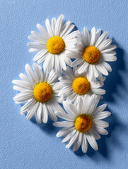 Five daisies on a textured light blue background.