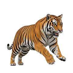 Fototapeta premium Bengal tiger with orange fur and black stripes walks forward on black background