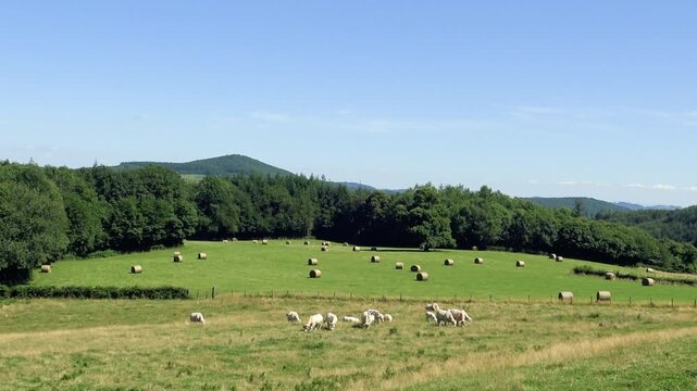 White cows graze in a lush green field with hay bales under a clear blue sky in the Morvan region of France. Rolling hills and dense forest create a peaceful rural landscape.