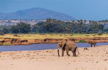 Telephoto of an African Elephant -Loxodonta Africana- approaching the Ewaso Ngiro river in the Samburu National Reserve, Kenya