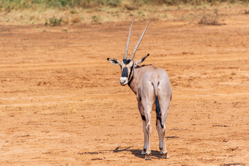 Outdoor scene depicting a group of Orynx - Oryx gazelle- in the Samburu national reserve in northern Kenya