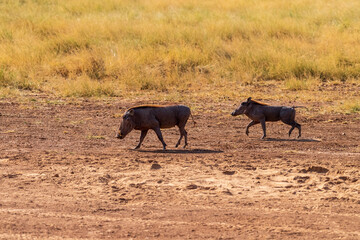 Telephoto of a Common Warthog - Phacochoerus africanus africanus- walking through dense grass in the Samburu national reserve