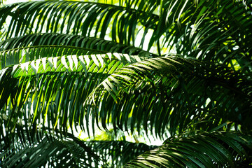 Fototapeta premium Green palm leaves, natural background.
