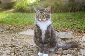 gray cat outdoors on grass background