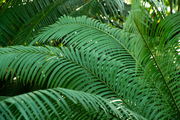 Green palm leaves, green foliage, tropical leaves, natural background.