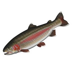 Obraz premium Rainbow trout fish with red stripe and black spots on black background aquatic freshwater fish