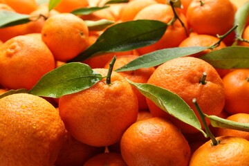 Many fresh ripe tangerines with green leaves and water drops as background, closeup