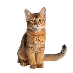 Obraz premium Somali cat with amber eyes and ticked fur sits on black background feline animal