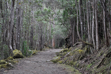 Dirt path through dense Tasmanian forest, native woodland scenery near Hobart, suitable for nature tourism, hiking guides and outdoor recreation themes.