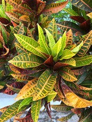 green leaves of a croton plant