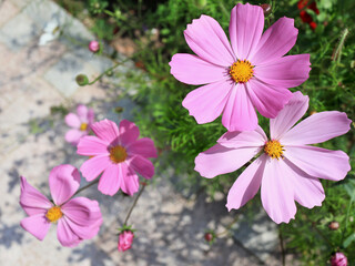 Fototapeta premium Pink cosmea flowers