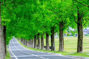 初夏のメタセコイア並木　マキノ高原　滋賀県高島市　Metasequoia trees in autumn. Makino Plateau. Shiga Pref, Takashima City.