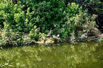 Brown Bird on a Green riverbank vegetation along still water creating natural outdoor landscape