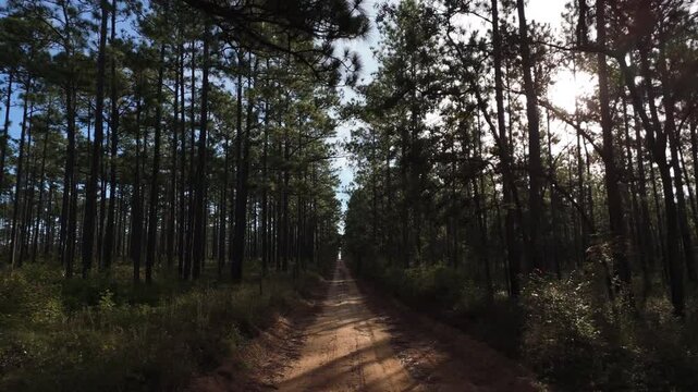 Sunlight twinkles between tall pine forest in Blackwater River State Park, Florida wilderness, aerial pullback along dirt road