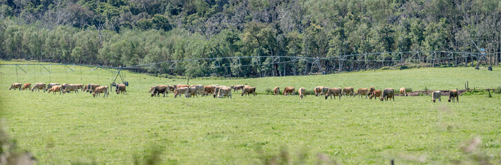 Obraz premium large cow herd and irrigation plant in green fields, near Sandriff, South Africa