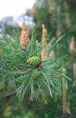young green cones and pine buds on branch close up, natural background. blossom branches of Scots pine covered with yellow pollen. spring season. healthy drugs in alternative medicine