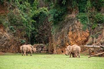 Two rhinos are grazing in a grassy field. The scene is peaceful and serene, with the animals enjoying their natural habitat