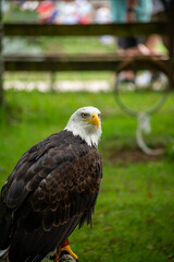 A bald eagle is standing on a rock in a grassy field. The eagle is looking at the camera
