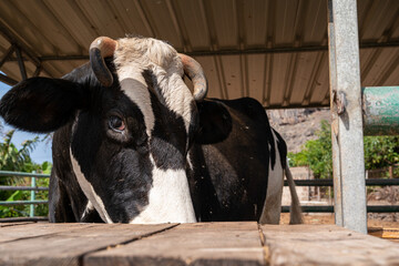 Close-up of a black and white cow in the barn