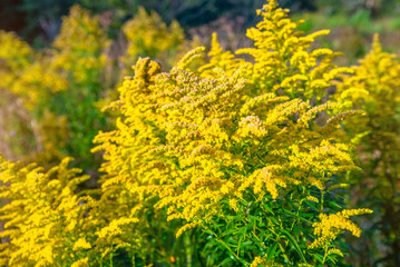 Obraz premium Goldenrod yellow flowers on a green natural background