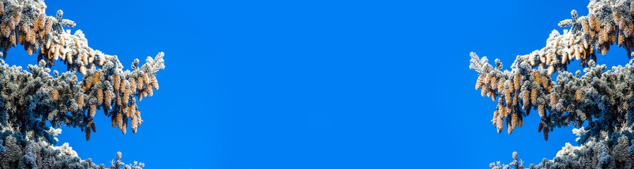 Snow-covered branches of spruce in the winter forest
