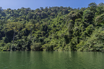 Fototapeta premium Dense jungle canopy overlooking calm water in khao yai, thailand