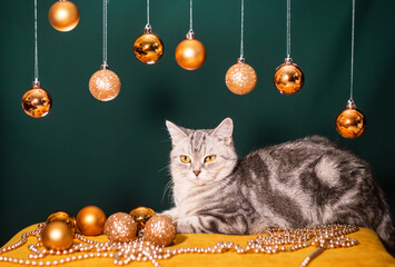 A beautiful gray cat on a dark background with Christmas balls