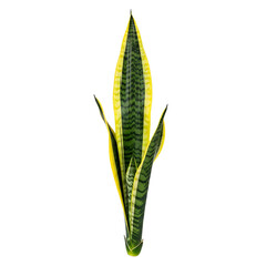 Tall Snake Plant Leaf with Yellow Edges Isolated sansevieria