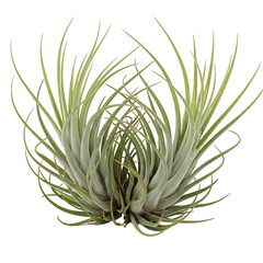 Two Air Plants Tillandsia Ionantha Cluster on White