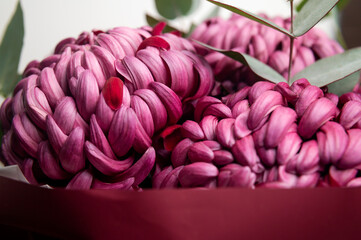 Close-up of burgundy chrysanthemums with eucalyptus sprigs. Macro photography of autumn bouquet, floral background, wallpaper. Abstract nature texture. Card for March 8th, Mother's Day, wedding 