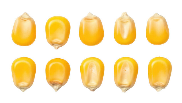 Ten corn kernels isolated on transparent background