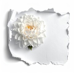 A white flower nestled within a torn piece of white paper