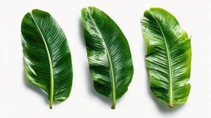 Flat lay of three banana leaves with crisp texture on a clean white backdrop