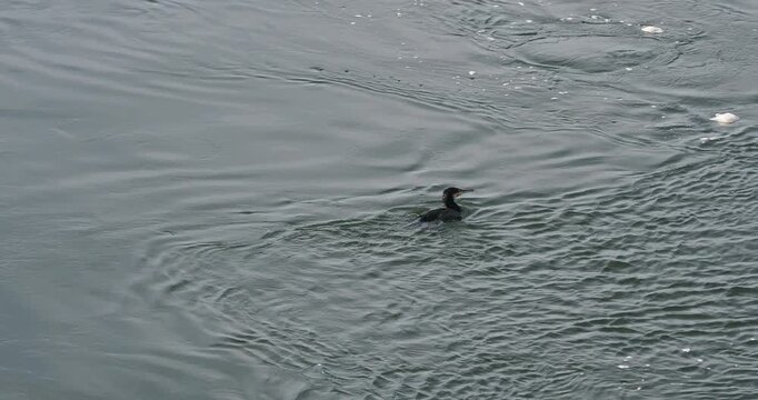Phalacrocorax carbo | A great cormorant swimming in the middle of the Rhine between Germany and Switzerland
