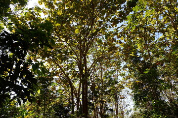 Fototapeta premium Looking Up Through Green Canopy With Bright Blue Sky And Sunlit Leaves