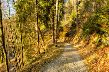 Sonniger Waldweg an einem Wintertag im Perlenbachtal bei Monschau in der Eifel