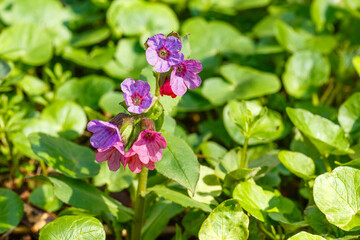 Pulmonaria officinalis, commonly known as lungwort, displays its distinctive spotted leaves and vibrant pink and blue flowers. This perennial plant thrives in a forest setting during spring.