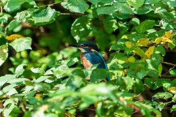 Ein Eisvogel versteckt sich zwischen Bl&auml;ttern