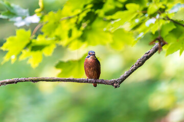 Ein wundersch&ouml;ner Eisvogel auf einem Zweig