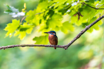 Ein wundersch&ouml;ner Eisvogel auf einem Zweig