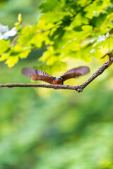 Ein wundersch&ouml;ner Eisvogel fliegt von einem Zweig