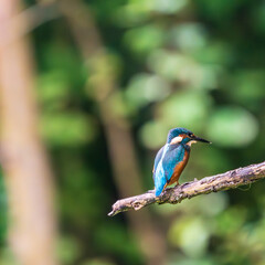 Ein wundersch&ouml;ner Eisvogel auf einem Zweig