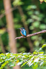 Ein wundersch&ouml;ner Eisvogel auf einem Zweig