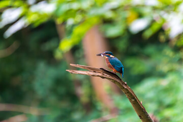 Ein wundersch&ouml;ner Eisvogel auf einem Zweig