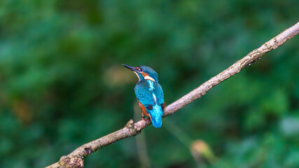 Ein wundersch&ouml;ner Eisvogel auf einem Zweig