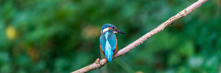 Ein wundersch&ouml;ner Eisvogel auf einem Zweig