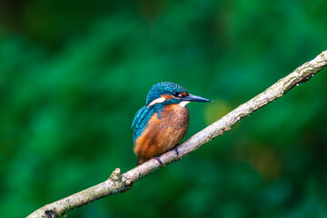 Ein wundersch&ouml;ner Eisvogel auf einem Zweig